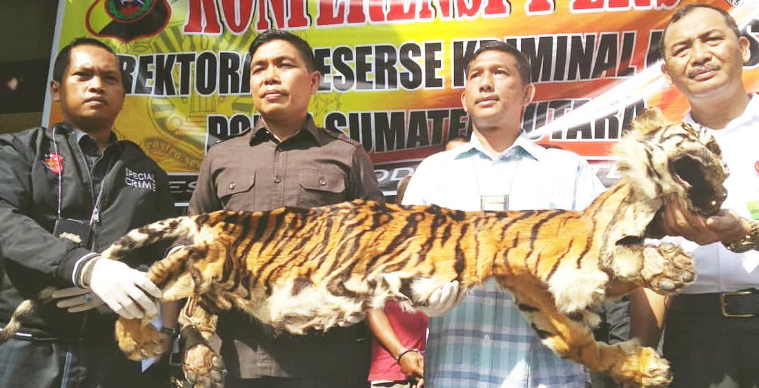 Poldasu Ungkap Penjualan Kulit Harimau  Sumut dan Macan Dahan